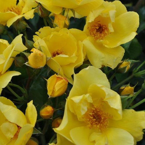Rosales floribundas - Rosa - Lemon Fizz® - 